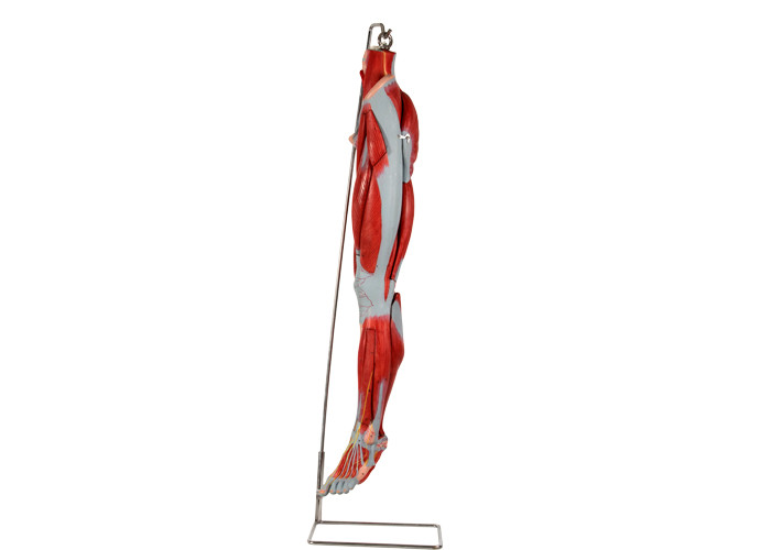 Mô hình giải phẫu cơ bắp chân bằng PVC với các dây thần kinh chính để đào tạo